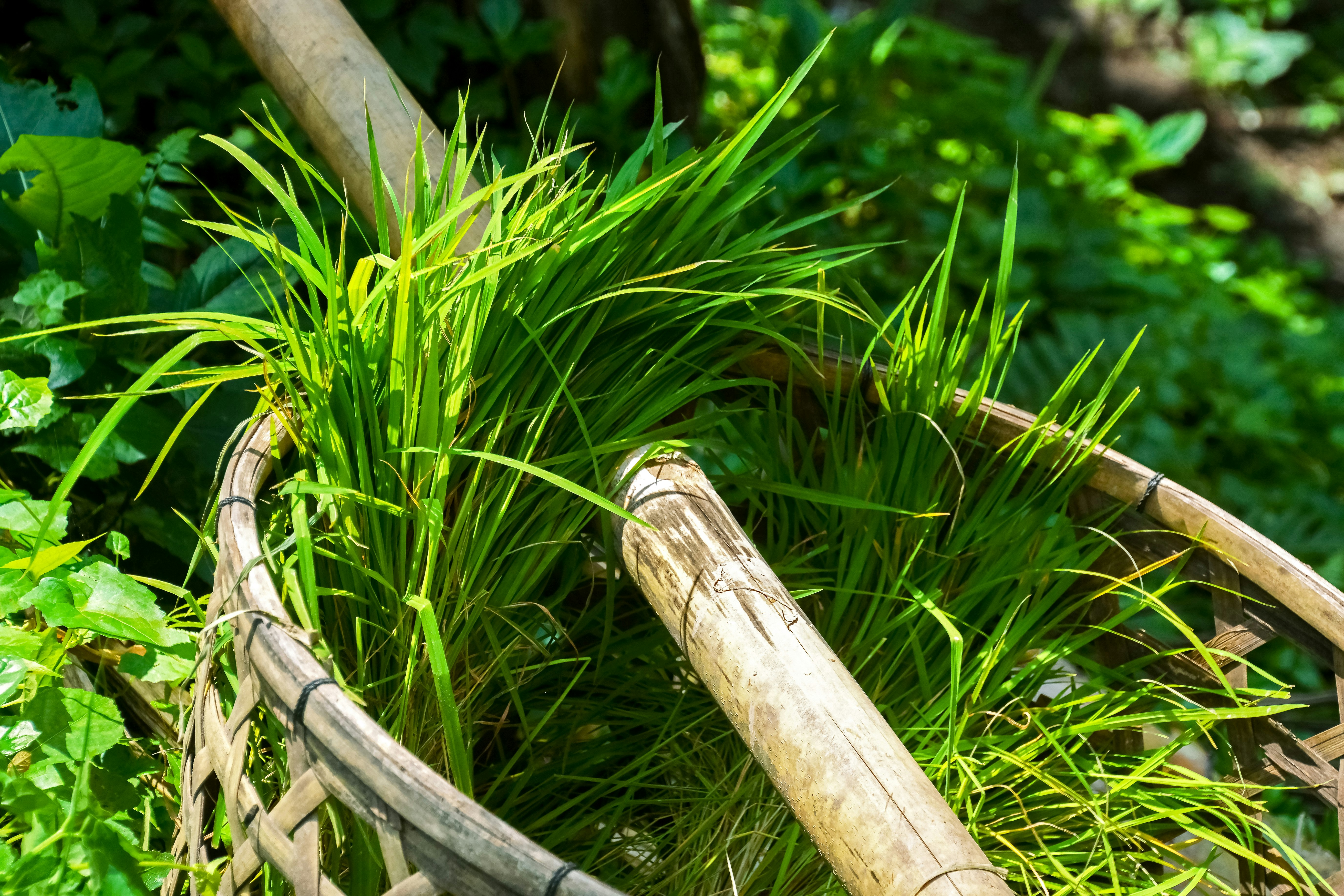green grass on brown wooden fence